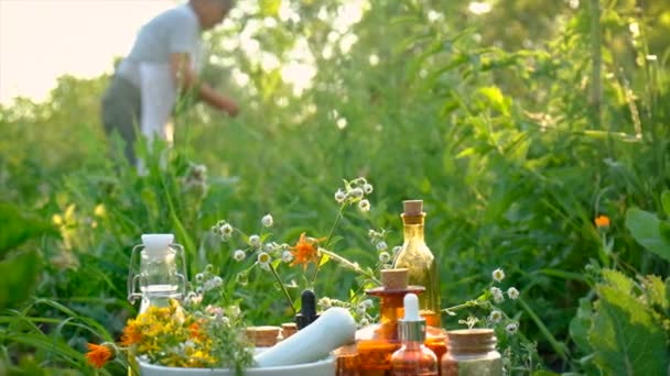 Une Vieille Femme Collecte Des Herbes Médicinales Concentration Sélective Nature — Video