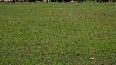 Koyun otlakta otluyor. Seçici odaklanma. Hayvan..