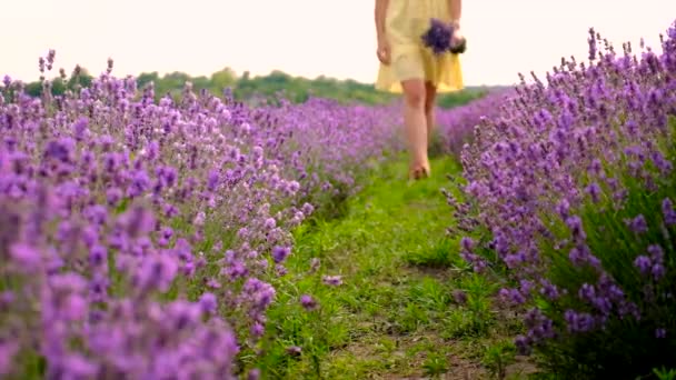 Woman Lavender Field Selective Focus Nature — Αρχείο Βίντεο