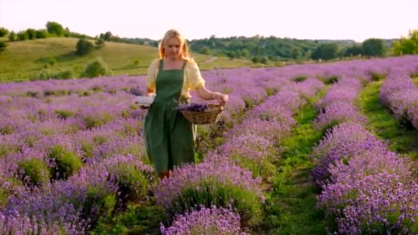 Woman Collects Lavender Flowers Essential Oil Selective Focus Nature — 图库视频影像
