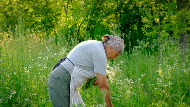 Старуха Собирает Лекарственные Травы Выборочный Фокус Природа — стоковое видео