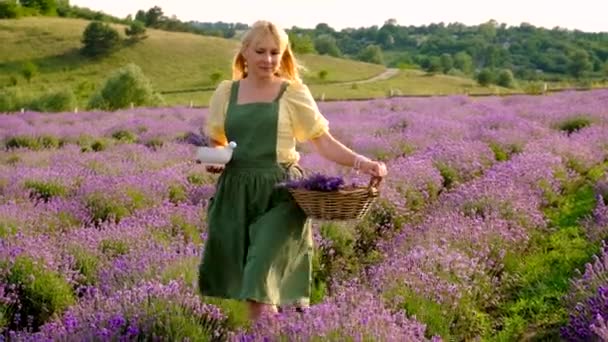 Woman Collects Lavender Flowers Essential Oil Selective Focus Nature — Vídeo de Stock
