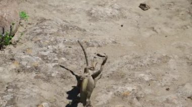 Kayalarda kertenkele çiftleşmesi. Seçici odaklanma. Doğa.