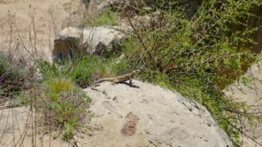 Kertenkeleler dağlarda ve kayalarda koşar. Seçici odaklanma. Doğa.