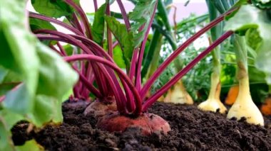 Vegetables grow in the garden. Selective focus. Food.