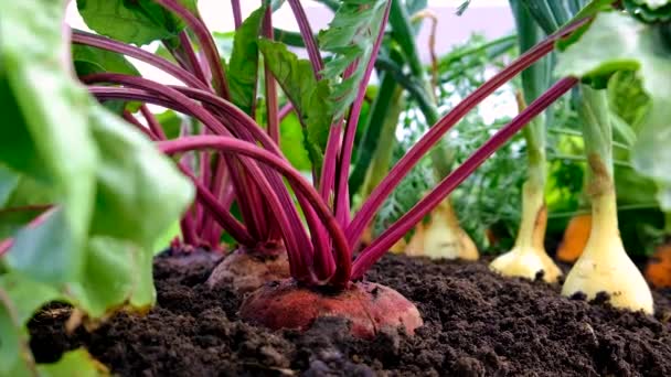 Las Verduras Crecen Jardín Enfoque Selectivo Comida — Vídeo de stock