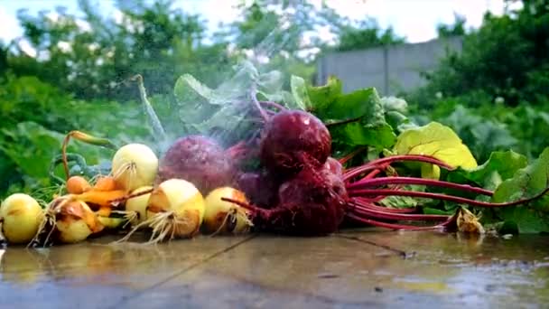 Vegetables Grow Garden Selective Focus Food — Stockvideo