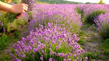 Lavanta tarlasında bir kadın. Seçici odaklanma. Doğa.