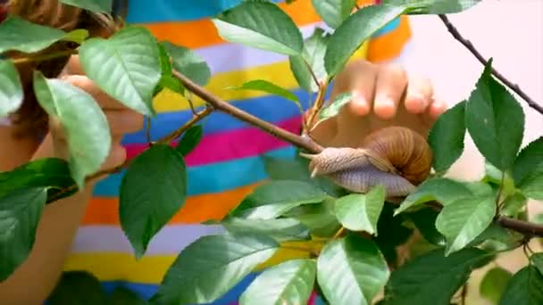 Child Looks Snails Selective Focus Nature — 비디오