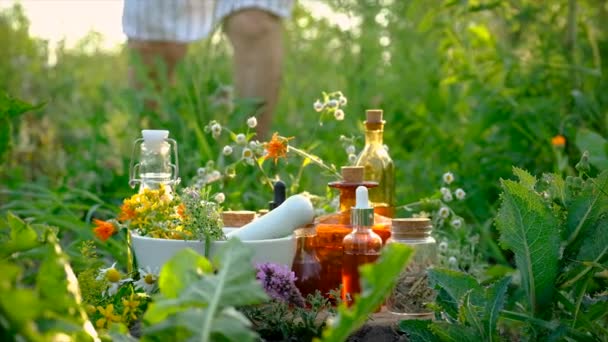 Una Donna Anziana Raccoglie Erbe Medicinali Concentrazione Selettiva Natura — Video Stock