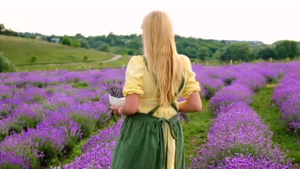 Woman Collects Lavender Flowers Essential Oil Selective Focus Nature — Wideo stockowe