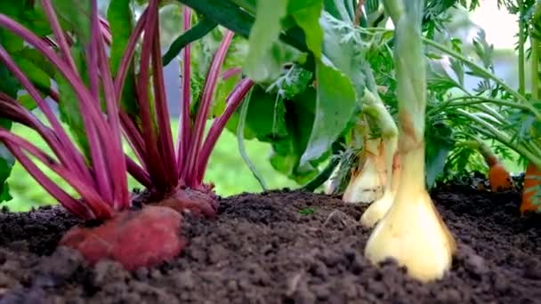 Vegetables Grow Garden Selective Focus Food — 图库视频影像