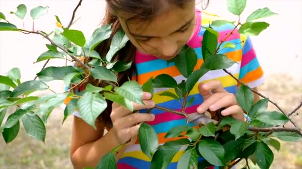 Child Looks Snails Selective Focus Nature — Stok video