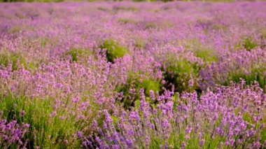 Güzel bir arka planda lavanta çiçekleri açar. Seçici odaklanma. Doğa.