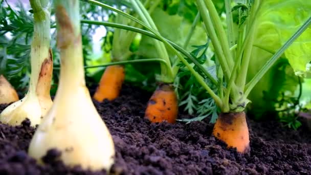 Vegetables Grow Garden Selective Focus Food — Αρχείο Βίντεο
