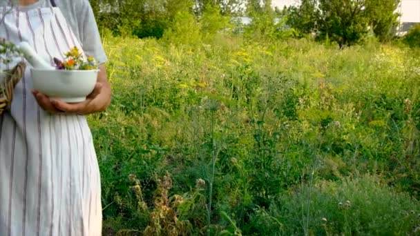 Vieille Femme Recueille Des Herbes Médicinales Concentration Sélective Nature — Video