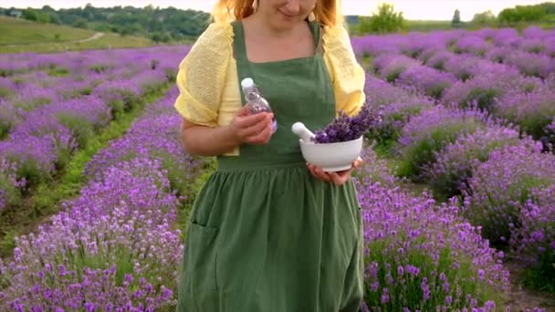 Woman Collects Lavender Flowers Essential Oil Selective Focus Nature — Stock video