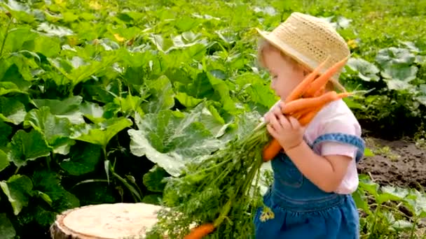 Child Garden Holds Crop Carrots His Hands Selective Focus Kid — Stockvideo