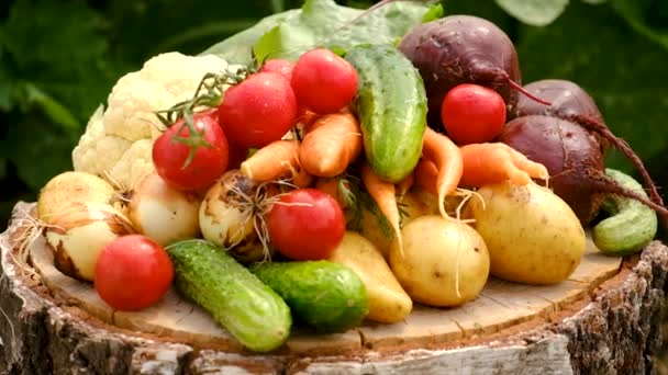 Harvest Vegetables Garden Selective Focus Food — Vídeos de Stock