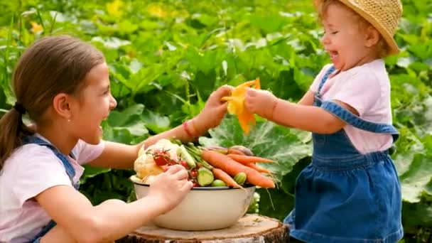 Child Harvest Vegetables Garden Selective Focus Food — Vídeo de stock