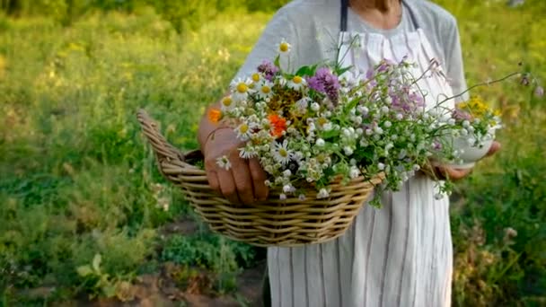 Oude Vrouw Verzamelt Geneeskrachtige Kruiden Selectieve Focus Natuur — Stockvideo