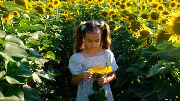 Child Plays Field Sunflowers Ukraine Selective Focus Kid — Vídeo de Stock