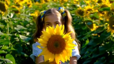 A child plays in a field of sunflowers. Ukraine. Selective focus. Kid.