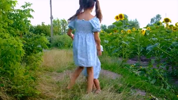 Child Plays Field Sunflowers Ukraine Selective Focus Kid — Stockvideo