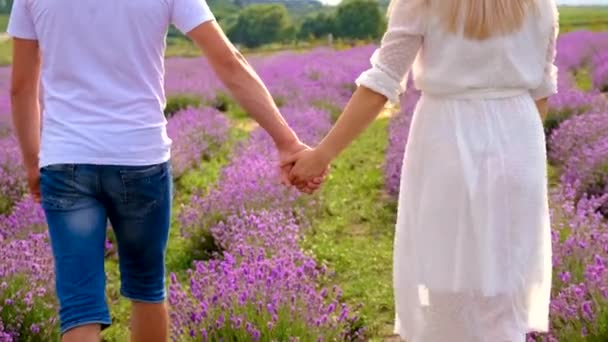 Lovers Lavender Field Selective Focus Nature — Stockvideo
