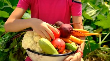 Sebze bahçesindeki çocuk. Seçici odaklanma. Çocuk.