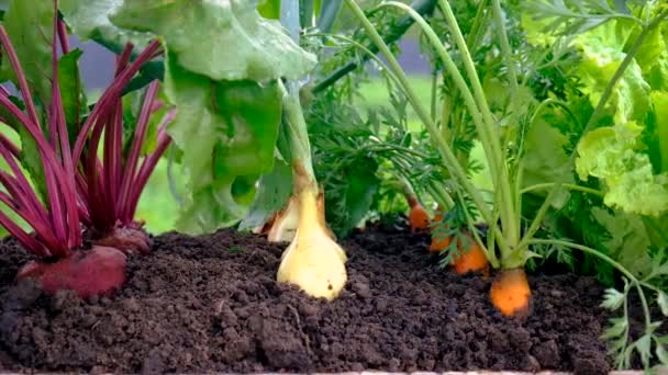 Les Légumes Poussent Dans Jardin Concentration Sélective Produits Alimentaires — Video