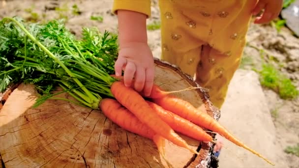 Child Garden Holds Crop Carrots His Hands Selective Focus Kid — стоковое видео