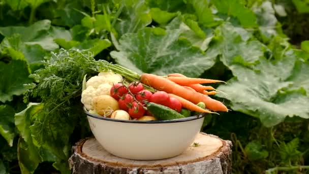 Harvest Vegetables Garden Selective Focus Food — Stock video
