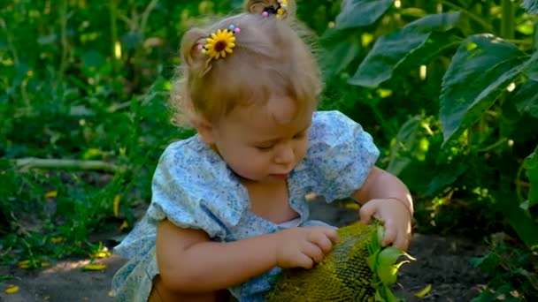 Child Plays Field Sunflowers Ukraine Selective Focus Kid — Wideo stockowe