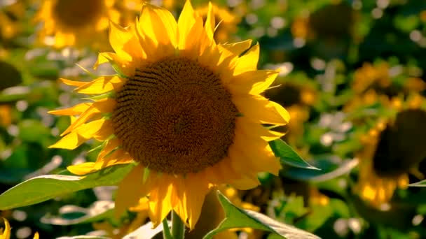 Sunflowers Bloom Field Selective Focus Nature — Stockvideo