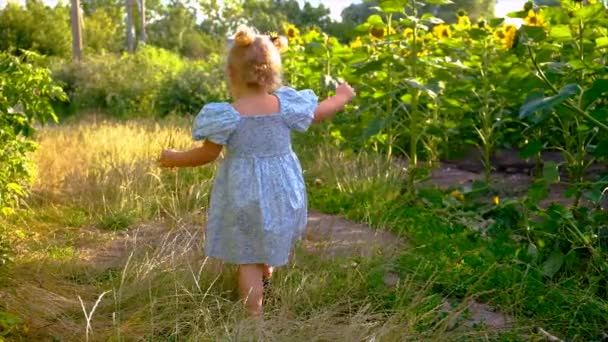 Child Plays Field Sunflowers Ukraine Selective Focus Kid — Video Stock