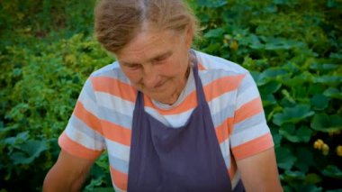 Senior woman makes preservation of vegetables. Selective focus. People.