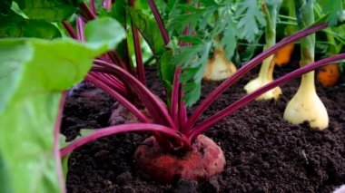 Bahçede sebzeler yetişir. Seçici odaklanma. Yiyecek..