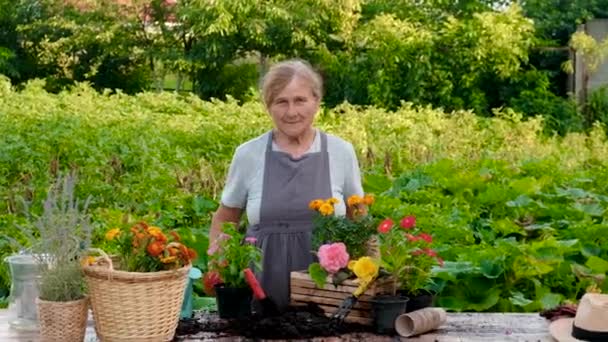Senior Woman Plant Flowers Garden Selective Focus Nature — Vídeo de Stock
