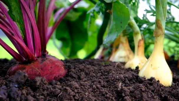 Vegetables Grow Garden Selective Focus Food — Stok video
