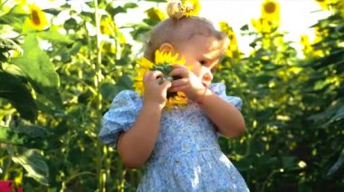 A child plays in a field of sunflowers. Ukraine. Selective focus. Kid.