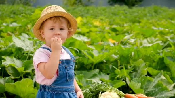 Child Vegetable Garden Selective Focus Kid — Stockvideo