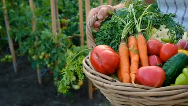 Woman Harvests Vegetables Garden Selective Focus Food — Vídeo de Stock
