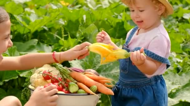 Child Harvest Vegetables Garden Selective Focus Food — ストック動画