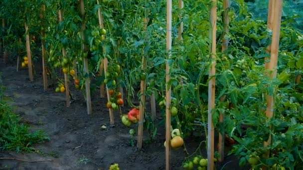 Woman Harvests Vegetables Garden Selective Focus Food — Stok video
