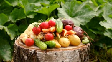Harvest vegetables in the garden. Selective focus. Food.