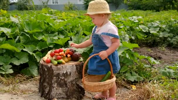 Child Vegetable Garden Selective Focus Kid — ストック動画