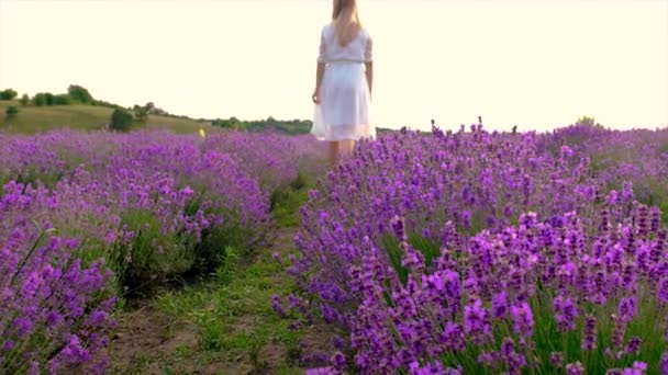 Woman Lavender Field Selective Focus Nature — Stockvideo