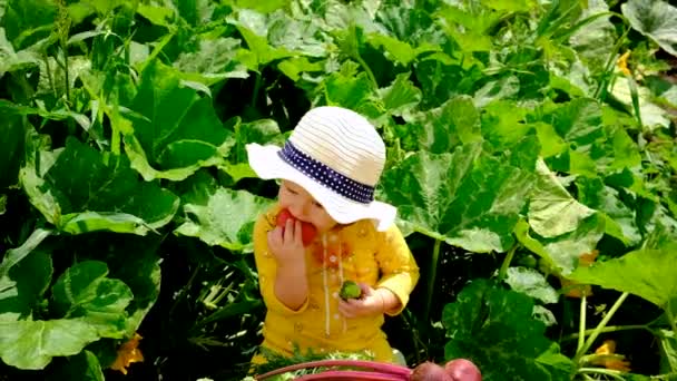 Child Vegetable Garden Selective Focus Kid — Wideo stockowe