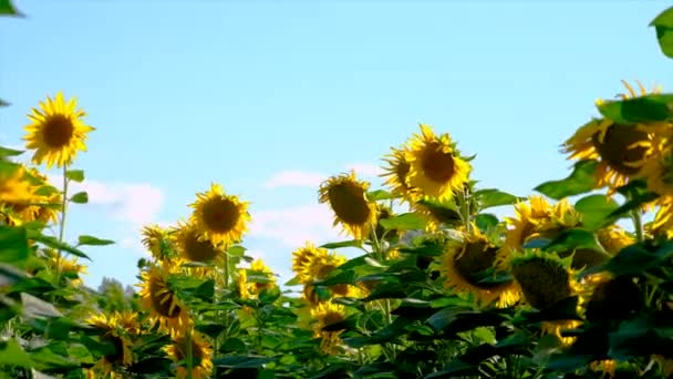 Sunflowers Bloom Field Selective Focus Nature — Vídeo de Stock
